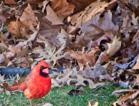 Cardinal_Brown_Leaves_-_By_Karen_McMahon.jpg