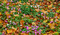 Leafy_carpet_with_Cyclamen__-_Ian_Peters-102342.jpg