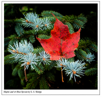 Maple_Leaf_on_Blue_Spruce.jpg