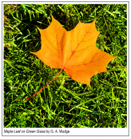 Maple_Leaf_on_Green_Grass.jpg