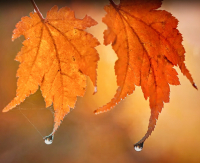 Water_Drops_On_Autumn_Leaves_-_By_Karen_McMahon.jpg