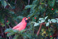 Male_Cardinal_-By_Karen_McMahon.jpg