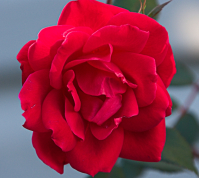 Red__Rose-_By_Karen.jpg