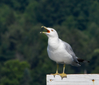 Shouting-Seagull-in-Cazenovia_Hoeller.jpg