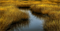 The_Shades_of_Wetland_by_Bert_Schmitz.jpg