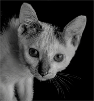 Curious_Kitty_by_Bert_Schmitz.jpg