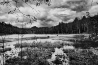 Swamp-Reflections-in-B_W_Hoeller.jpg