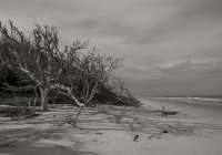 dead_tree_shadows_beach_.jpg