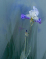 Iris_Composite_-By_Karen_McMahon.jpg