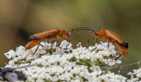 20220713_Common_Red_Soldier_Beetles_EMI32762.jpg