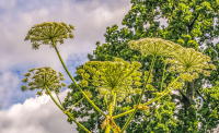 EMI32873_Giant_Hogweed.jpg