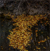 Floating_Leaves_by_Bert_Schmitz.jpg