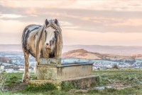 20171209_Horse_at_Trough_20171209_Horse_at_Trough_Horse_at_Trough_top_sky_stroke_DSC_3068-Edit-Edit.jpg