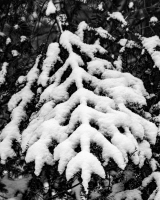 Snow-on-Branch-B_W_Raphael-Swift.jpg