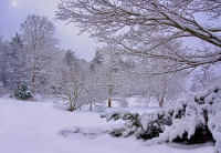 Snow_Scene_from_my_House__Snow_Cvr_Eveness_DSC03237__Edit_2.jpg