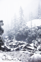 Snow_covered_trees_Dawn_Dingee.jpg