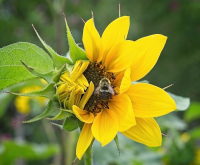 Bee_On_Sun_Flower_-_By_Karen_McMahon.jpg