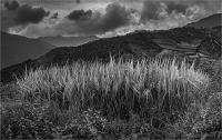 Growing_Rice_by_Bert_Schmitz.jpg