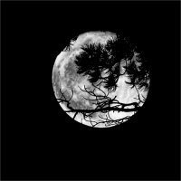 Branches_of_the_Moon_2741_-_Ian_Peters-.jpg