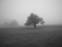 HAWTHORNE_IN_FOG_1401050_DSC01142.jpg