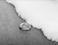 SeaShell_On_Beach__-_By_Karen_McMahon.jpg