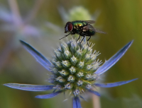 Fly_On_Sea_Holly_-_By_Karen_McMahon.jpg