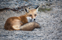 Fox_on_the_Beach_DawnDingee.jpg