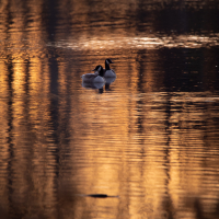 Geese_in_Early_Morning_Light_28Nature29_-_Raphael_Swift.jpg