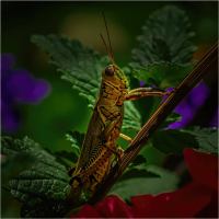 Posing_Grasshopper_by_Bert_Schmitz.jpg