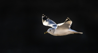 Seagull_in_Flight_DawnDingee.jpg