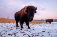 AmericanBison_LazloGyorsok.jpg