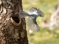 Tufted_Titmouse_in_flight_BWilcox.jpg