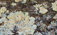 Foliose_lichens.jpeg