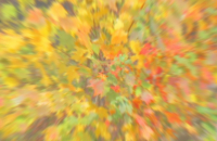 IMG_1770_Autumn__Leaves_Abstract.jpg
