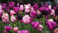 Tulips_dawndingee.jpg