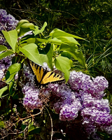garden-butterfly.jpg