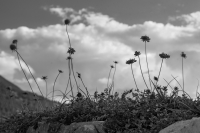 Alpine_Flora_BW_Hoeller.JPG