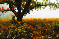 Fall_Impression1_by_Bert_Schmitz.jpeg