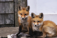 Fox_Pups_in_Provincetown_DDingee.jpg