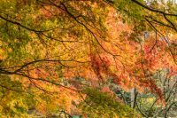 20161105__-_Ian_Peters_-__2016-11-05_Westonbirt_R111-2-169.jpg