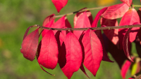 Burning_Bush_Leaves_-_By_Karen_McMahon.jpg