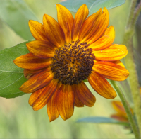 Rustic_Sun_Flower_-_By_Karen_McMahon.jpg