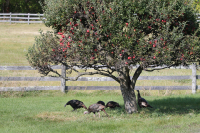 Turkeys_under_the_apple_tree-IMG_2303.jpeg