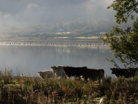 Cows_and_Geese_Loch_Eil_-_Ian_Peters.jpg