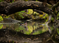 Wood_Duck_Sarah_Blodgett.jpg