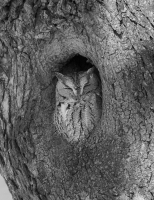 Screech_Owl_Sarah_Blodgett_0879.jpg