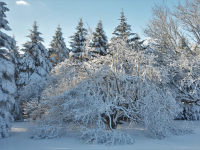 P1000026_Winter_Wonderland.jpg