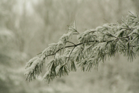 Snowy_Branch.jpg