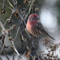 Helen_Baldwin_In_My_Backyard_1.jpg