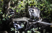 Raccoon_Trio_DawnDingee.jpg